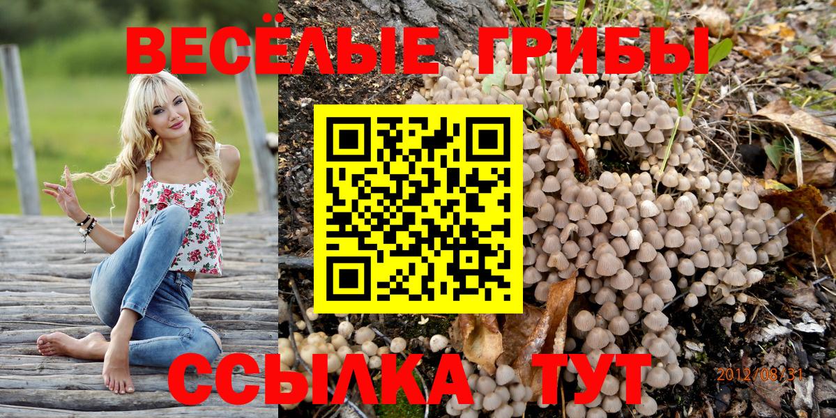 Псилоцибиновые грибы Cubensis Шатура